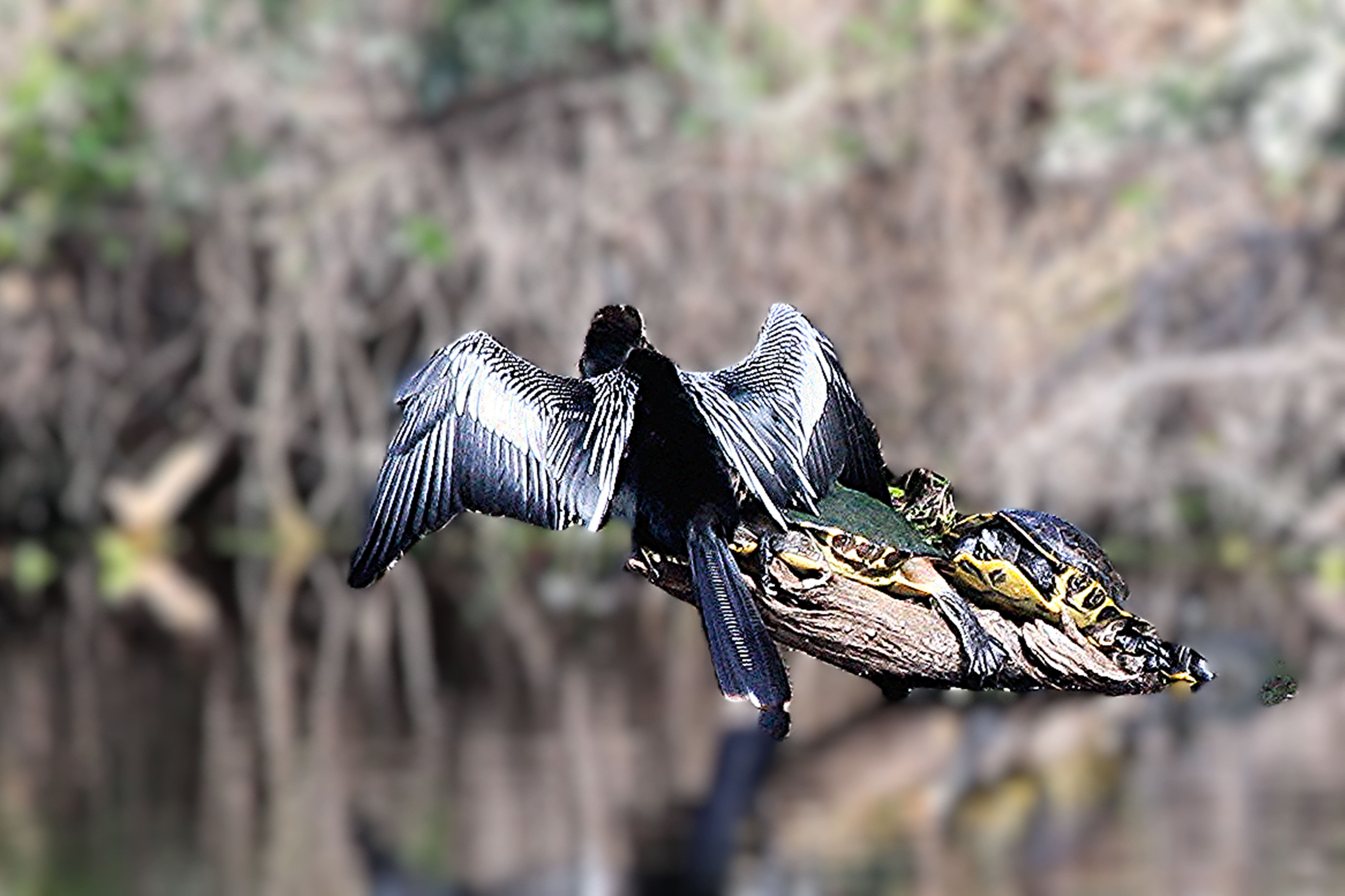 DryingBird and Turtle. v2 png.jpg