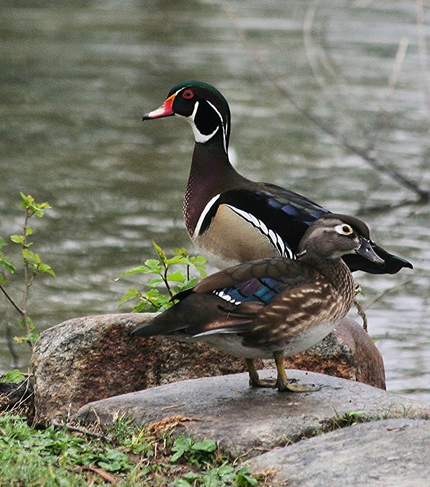 Duck Right.jpg