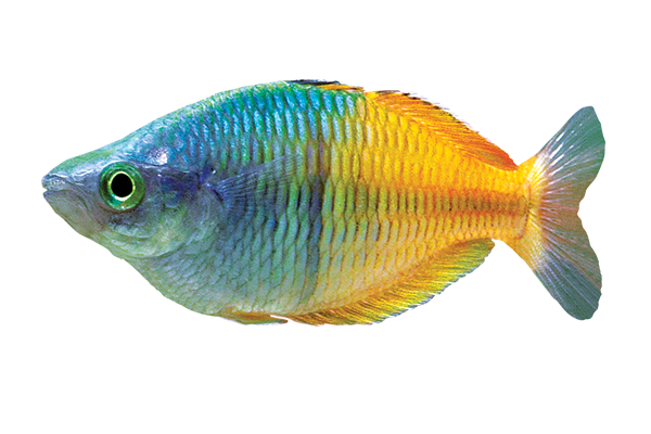 boesemanirainbow_600x400.png