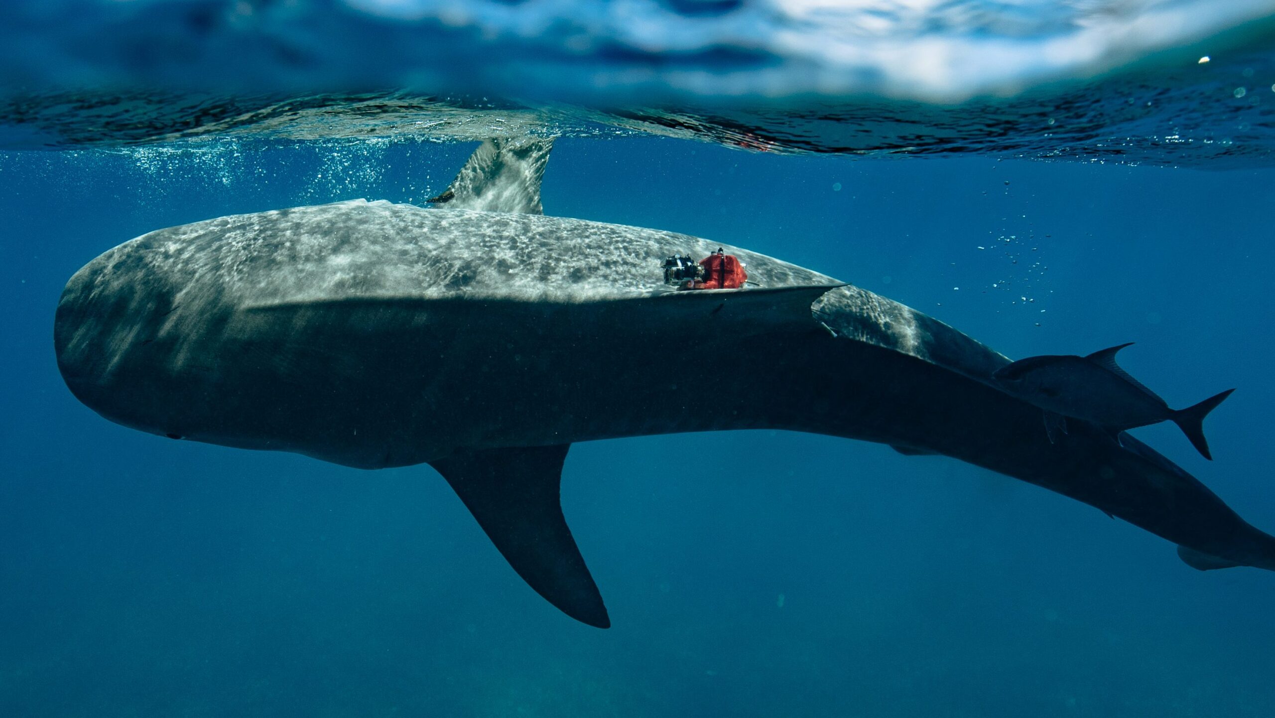 Tiger-Shark-with-biolog-package-M_Y-Sharkwater-2019-edited-1-scaled.jpg