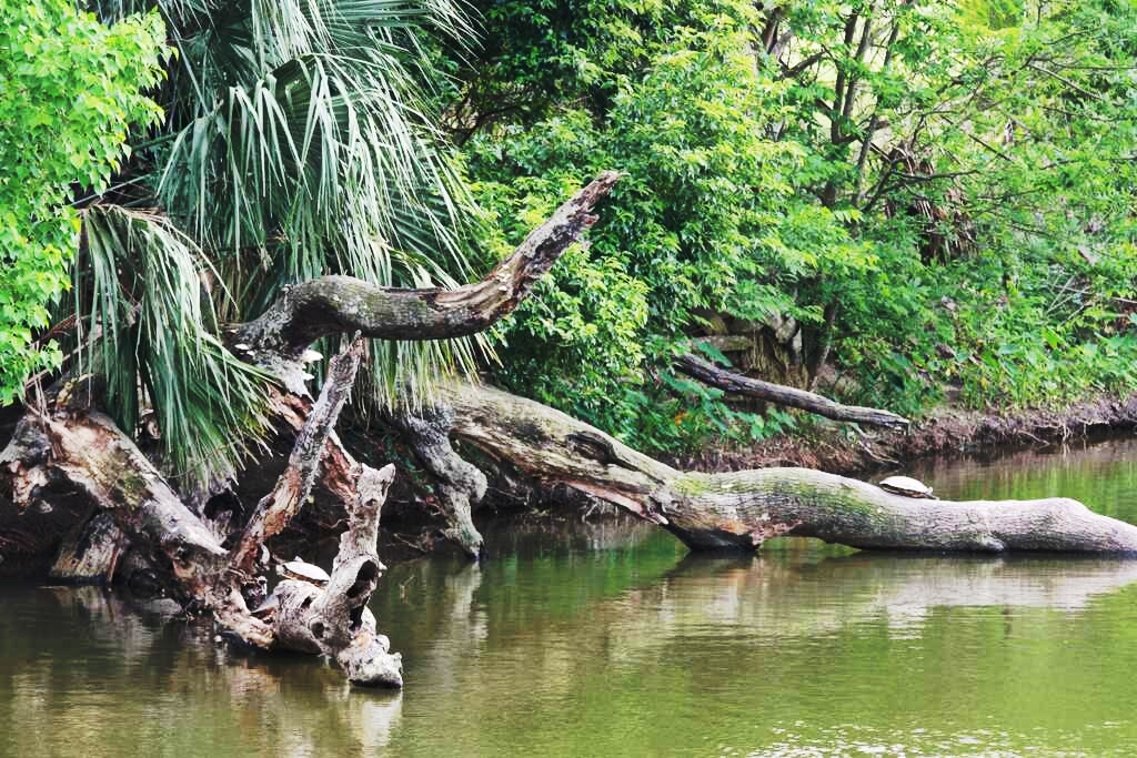 Swamp Logs.jpg